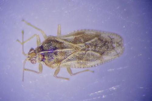 Monosteira unicostata